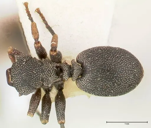 Cephalotes jheringi specimen FOCOL0669 image focol0669_1