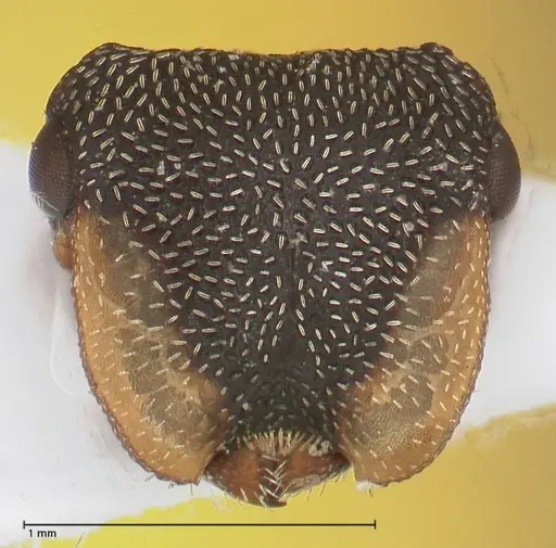 Cephalotes jheringi specimen FOCOL0669 image focol0669_2