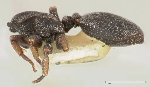 Cephalotes jheringi specimen FOCOL0669 image focol0669_3