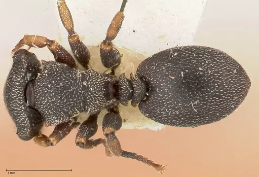 Cephalotes jheringi specimen FOCOL0670 image focol0670_1