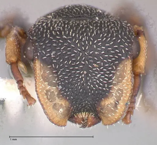 Cephalotes jheringi specimen FOCOL0670 image focol0670_2