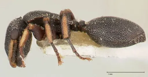 Cephalotes jheringi specimen FOCOL0670 image focol0670_3