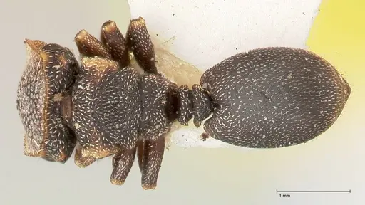 Cephalotes jheringi specimen FOCOL0671 image focol0671_1