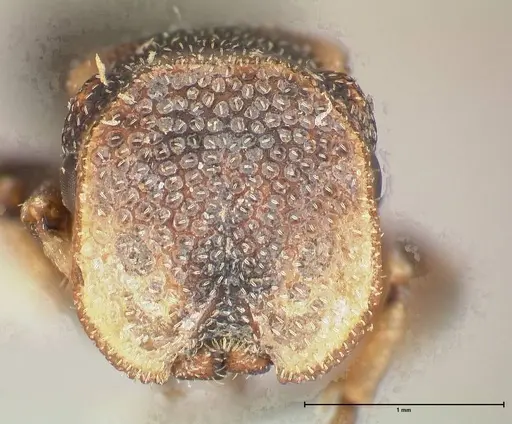 Cephalotes jheringi specimen FOCOL0671 image focol0671_2