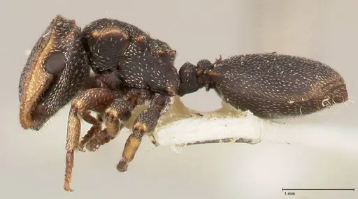 Cephalotes jheringi specimen FOCOL0671 image focol0671_3