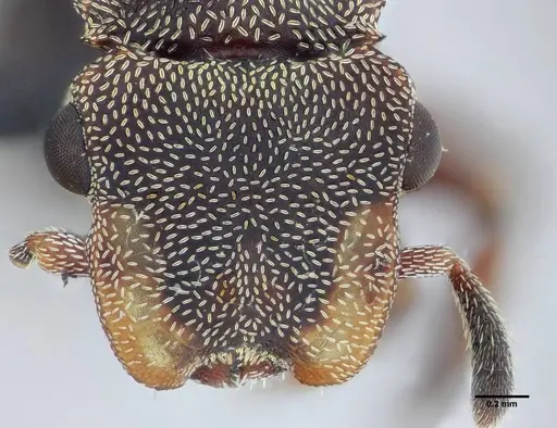 Cephalotes jheringi specimen UFV-LABECOL-004437 image ufv-labecol-004437_3