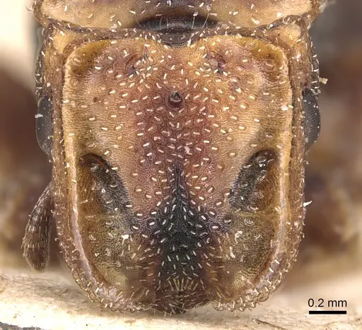 Cephalotes klugi specimen CASENT0904918 image casent0904918_2