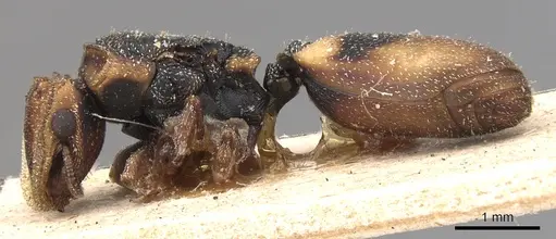 Cephalotes klugi specimen CASENT0904918 image casent0904918_3