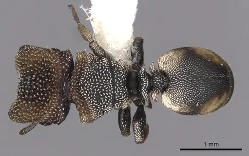 Cephalotes kukulcan specimen CASENT0627953 image casent0627953_1