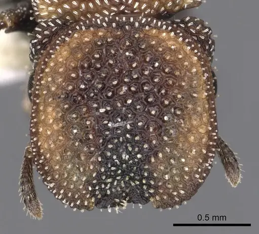 Cephalotes kukulcan specimen CASENT0627953 image casent0627953_2