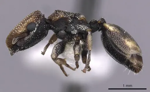 Cephalotes kukulcan specimen CASENT0627953 image casent0627953_3