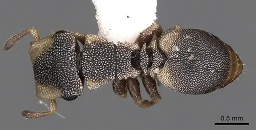 Cephalotes kukulcan specimen CASENT0900248 image casent0900248_1