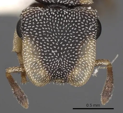 Cephalotes kukulcan specimen CASENT0900248 image casent0900248_2