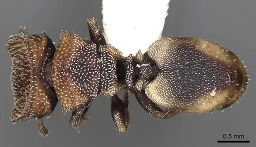 Cephalotes kukulcan specimen CASENT0900249 image casent0900249_1