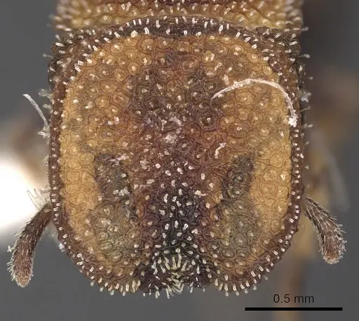 Cephalotes kukulcan specimen CASENT0900249 image casent0900249_2