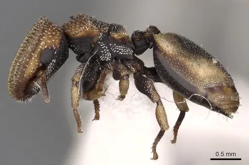 Cephalotes kukulcan specimen CASENT0900249 image casent0900249_3
