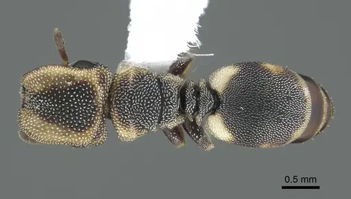 Cephalotes kukulcan specimen CASENT0914464 image casent0914464_1