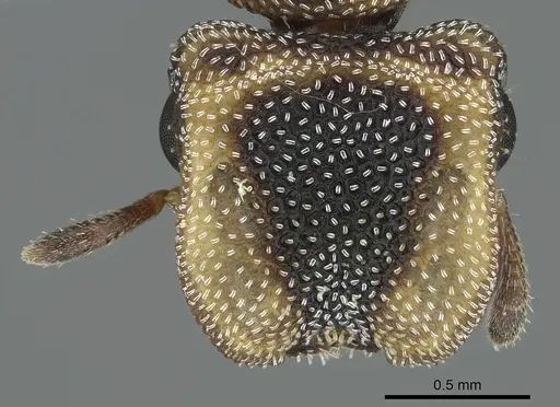 Cephalotes kukulcan specimen CASENT0914464 image casent0914464_2