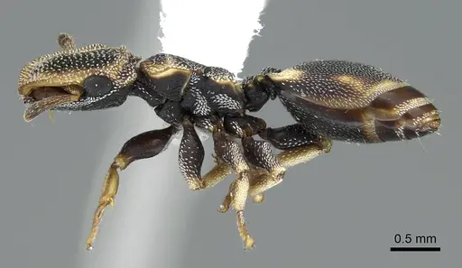Cephalotes kukulcan specimen CASENT0914464 image casent0914464_3
