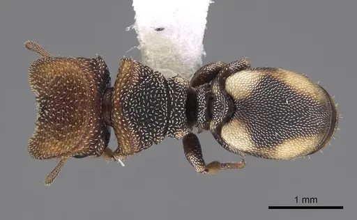 Cephalotes kukulcan specimen CASENT0922546 image casent0922546_1