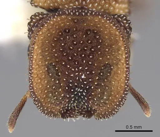 Cephalotes kukulcan specimen CASENT0922546 image casent0922546_2