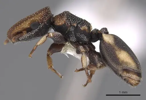 Cephalotes kukulcan specimen CASENT0922546 image casent0922546_3