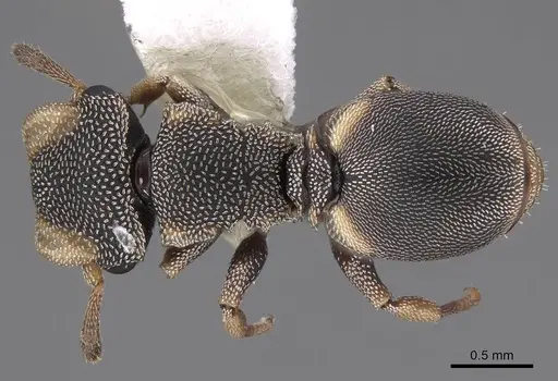 Cephalotes kukulcan specimen CASENT0922547 image casent0922547_1