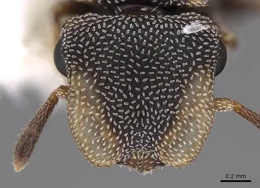 Cephalotes kukulcan specimen CASENT0922547 image casent0922547_2