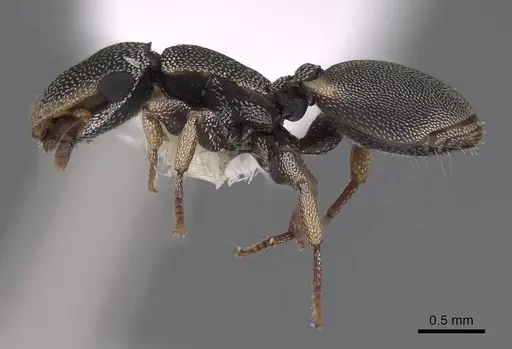 Cephalotes kukulcan specimen CASENT0922547 image casent0922547_3