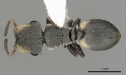 Cephalotes kukulcan specimen JTLC000006481 image jtlc000006481_1