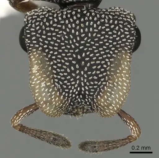 Cephalotes kukulcan specimen JTLC000006481 image jtlc000006481_2