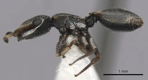 Cephalotes kukulcan specimen JTLC000006481 image jtlc000006481_3