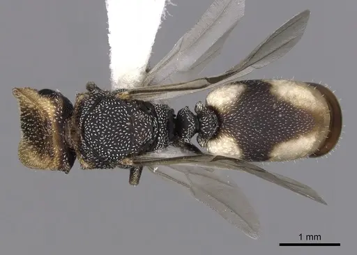 Cephalotes kukulcan specimen JTLC000006482 image jtlc000006482_1