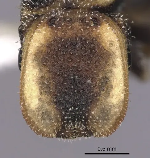 Cephalotes kukulcan specimen JTLC000006482 image jtlc000006482_2