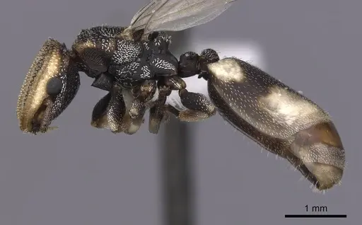 Cephalotes kukulcan specimen JTLC000006482 image jtlc000006482_3