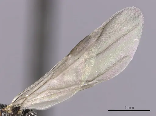Cephalotes kukulcan specimen JTLC000006482 image jtlc000006482_4