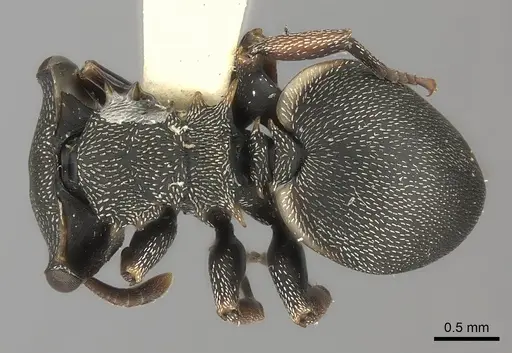 Cephalotes laminatus specimen CASENT0217838 image casent0217838_1