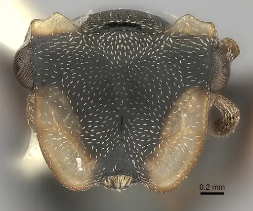 Cephalotes laminatus specimen CASENT0217838 image casent0217838_2