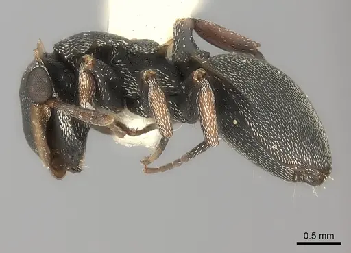 Cephalotes laminatus specimen CASENT0217838 image casent0217838_3