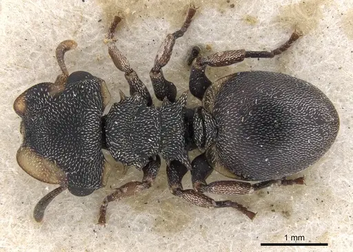 Cephalotes laminatus specimen CASENT0901459 image casent0901459_1