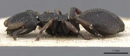 Cephalotes laminatus specimen CASENT0901459 image casent0901459_3