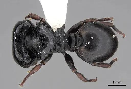 Cephalotes laminatus specimen CASENT0922604 image casent0922604_1