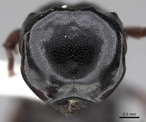 Cephalotes laminatus specimen CASENT0922604 image casent0922604_2