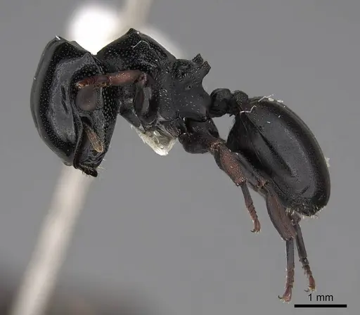 Cephalotes laminatus specimen CASENT0922604 image casent0922604_3
