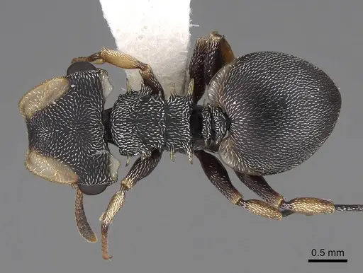 Cephalotes laminatus specimen CASENT0922605 image casent0922605_1