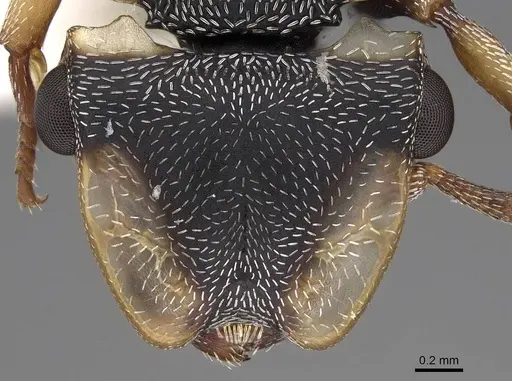 Cephalotes laminatus specimen CASENT0922605 image casent0922605_2