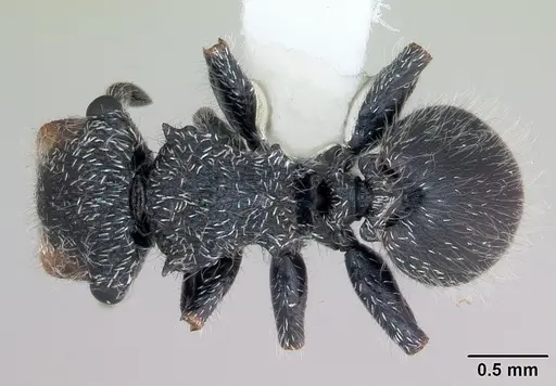 Cephalotes lanuginosus specimen CASENT0173685 image casent0173685_1