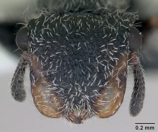 Cephalotes lanuginosus specimen CASENT0173685 image casent0173685_2