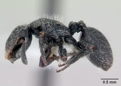 Cephalotes lanuginosus specimen CASENT0173685 image casent0173685_3