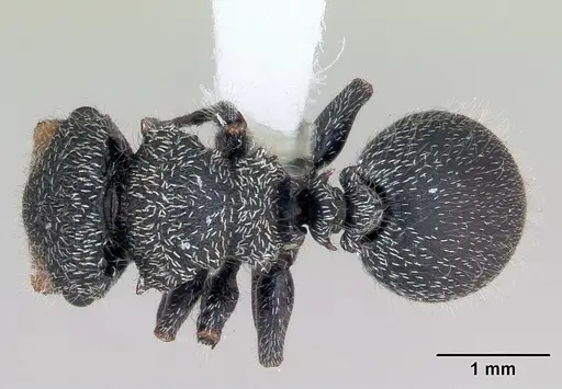 Cephalotes lanuginosus specimen CASENT0173686 image casent0173686_1